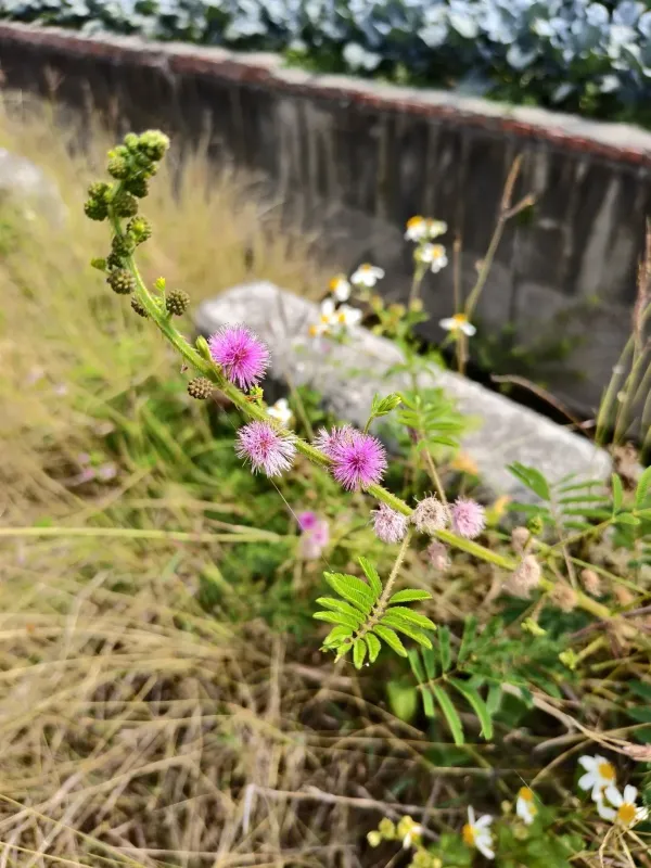 Giant sensitive plant