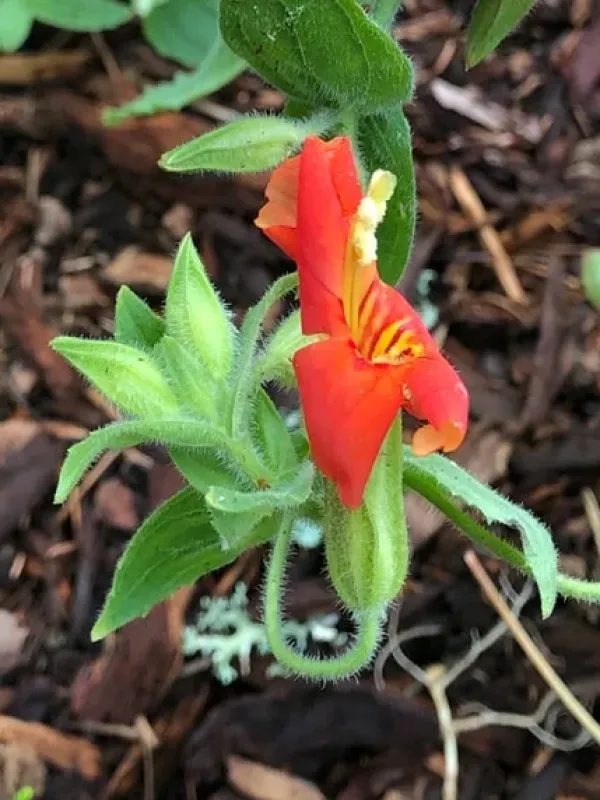 Scarlet monkeyflower