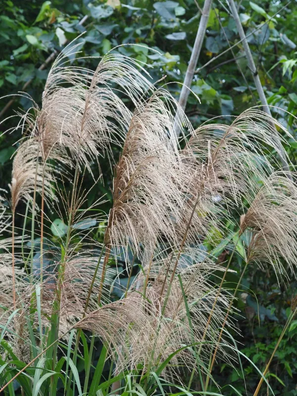 Miscanthus floridulus