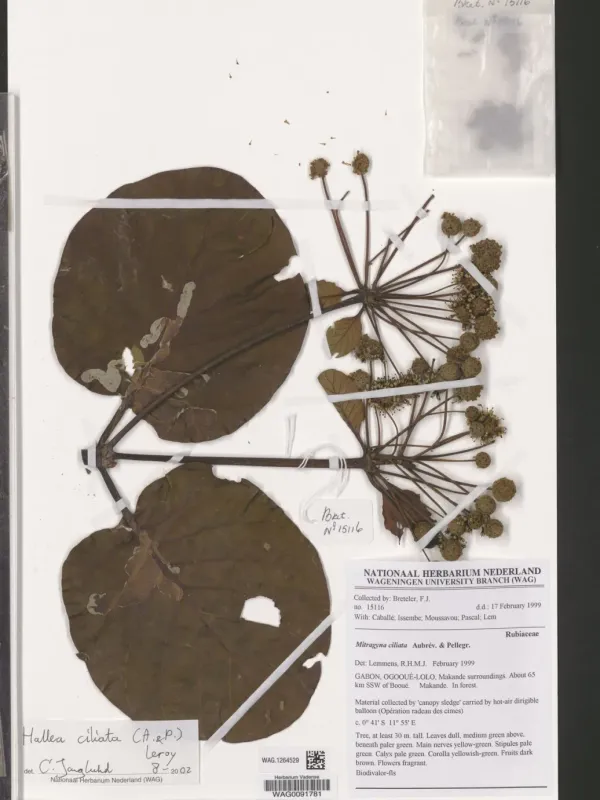 Mitragyna ciliata