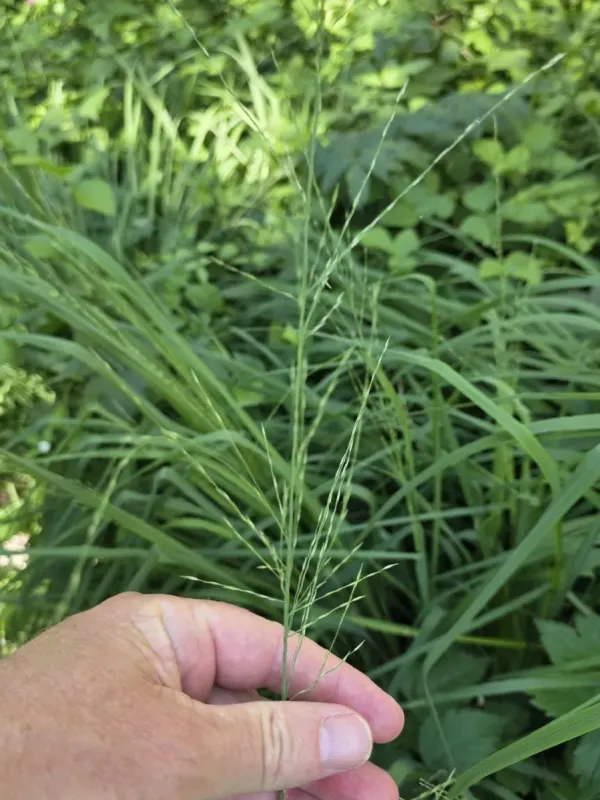 Purple moor grass