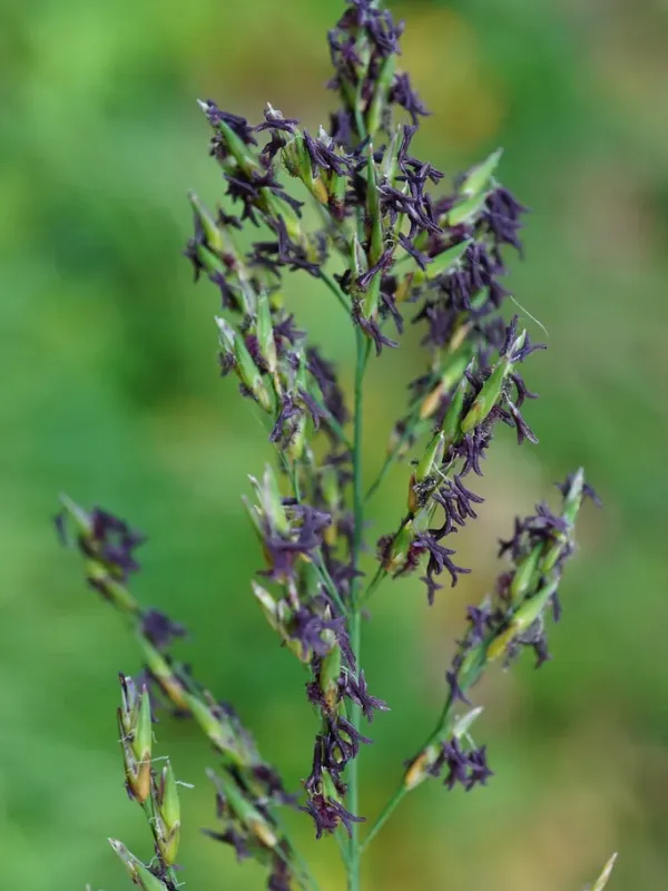 Purple moor grass