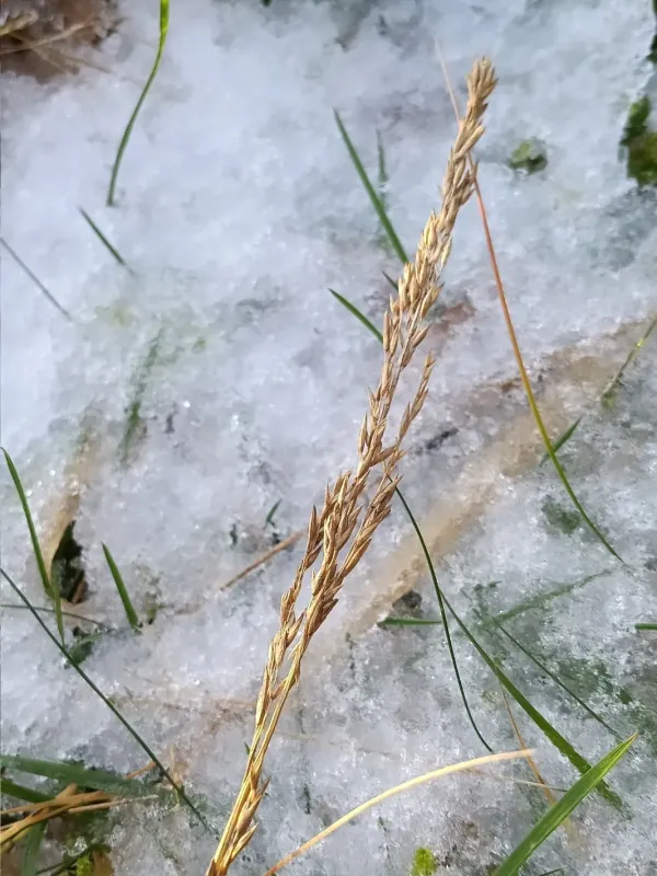 Purple moor grass