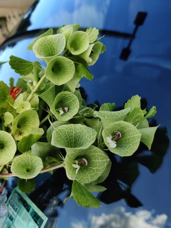 Moluccella laevis