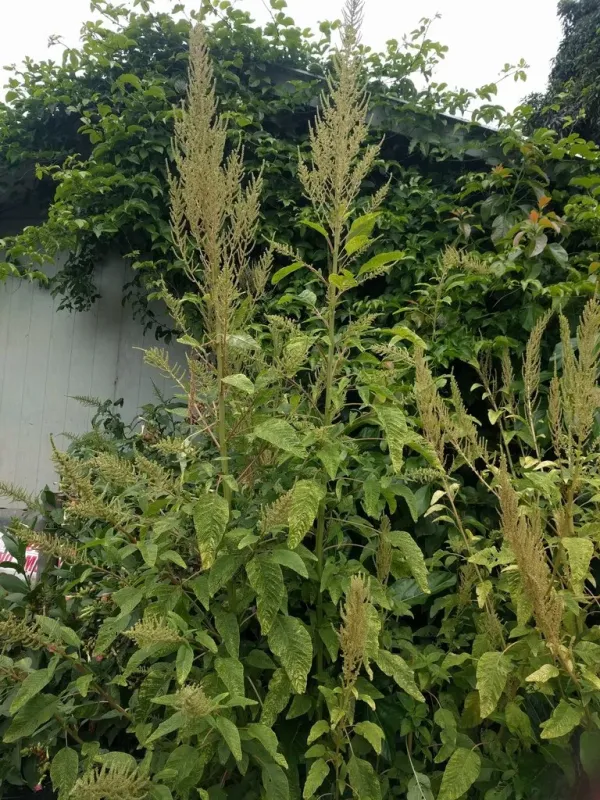Amaranth