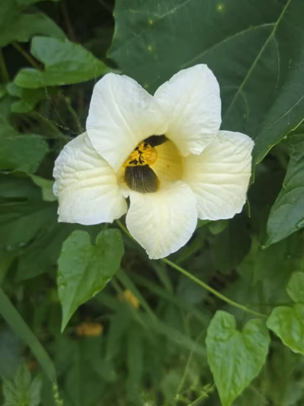 Gac fruit