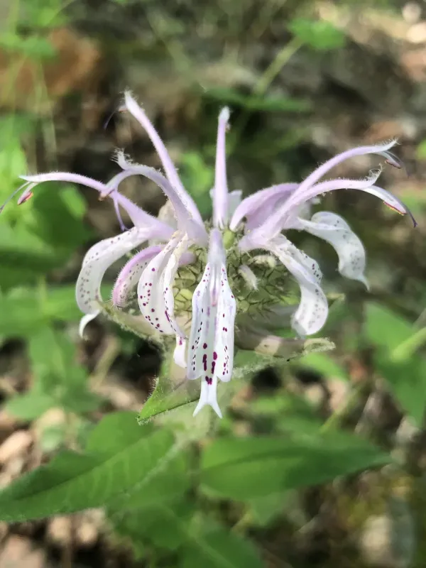 Eastern Beebalm