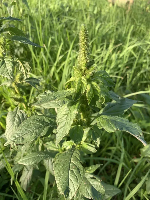 Amaranthus hybridus