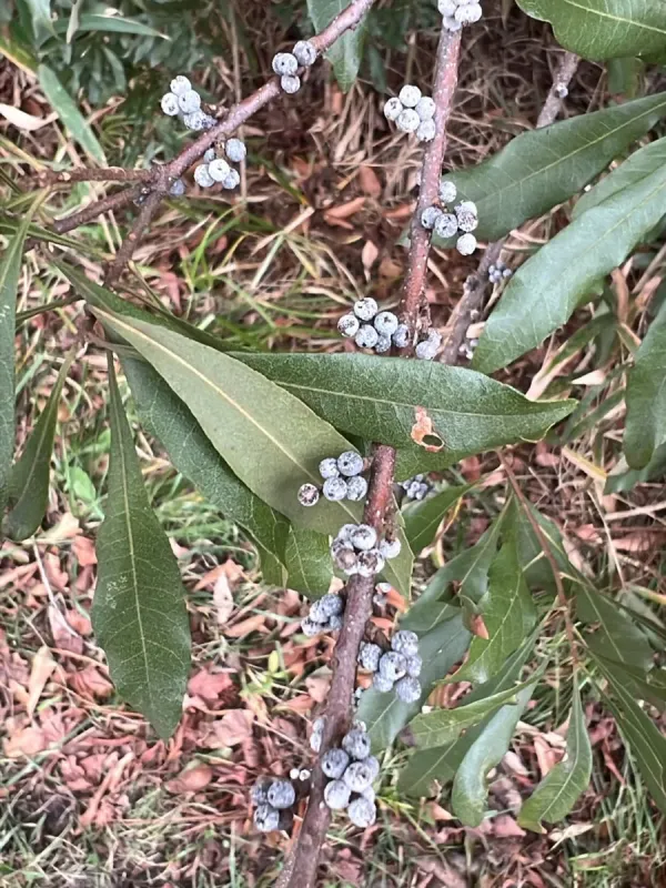 Myrica mexicana