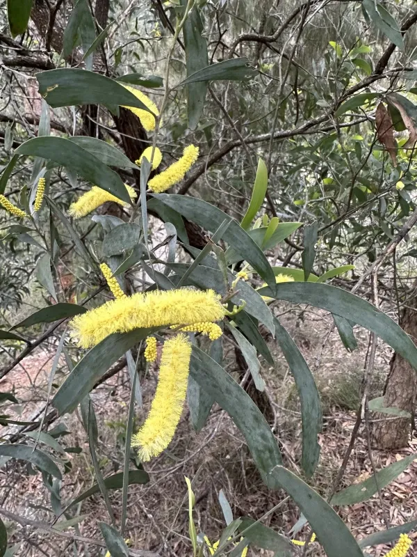 Acacia binervia