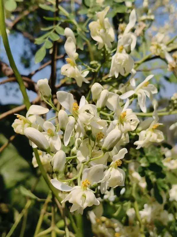 Moringa oleifera