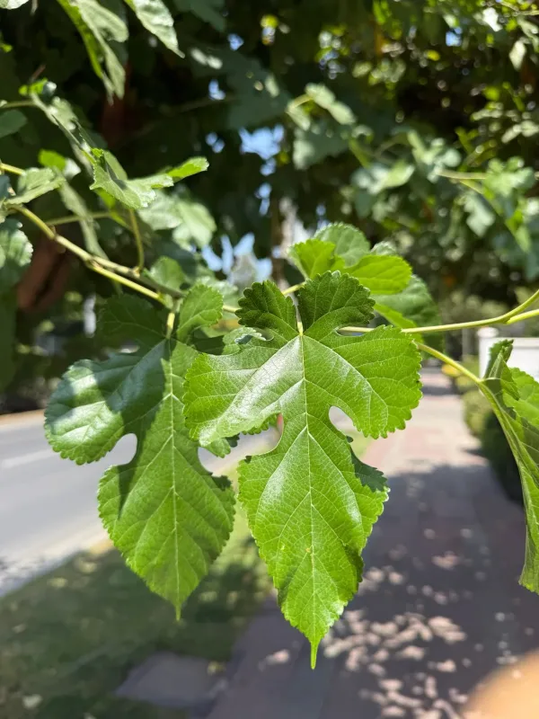Morus latifolia