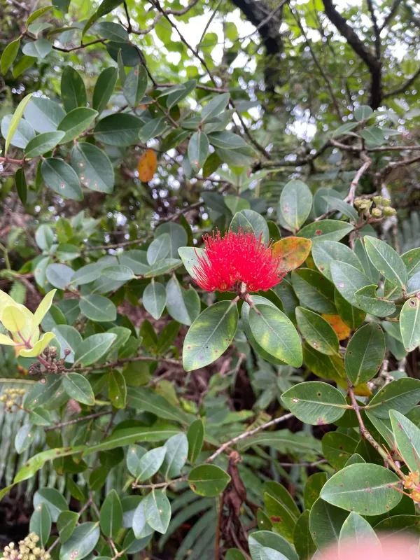 Metrosideros collina