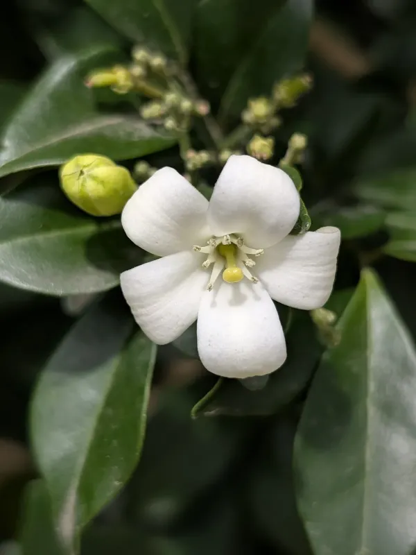 Murraya paniculata