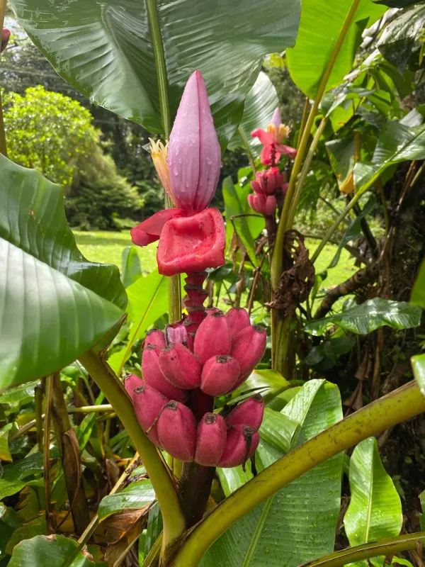 Musa velutina