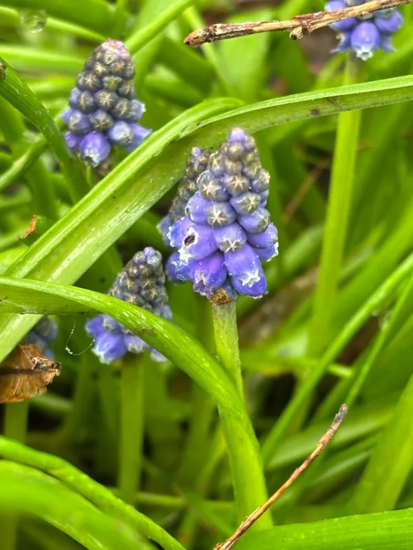 Muscari armeniacum