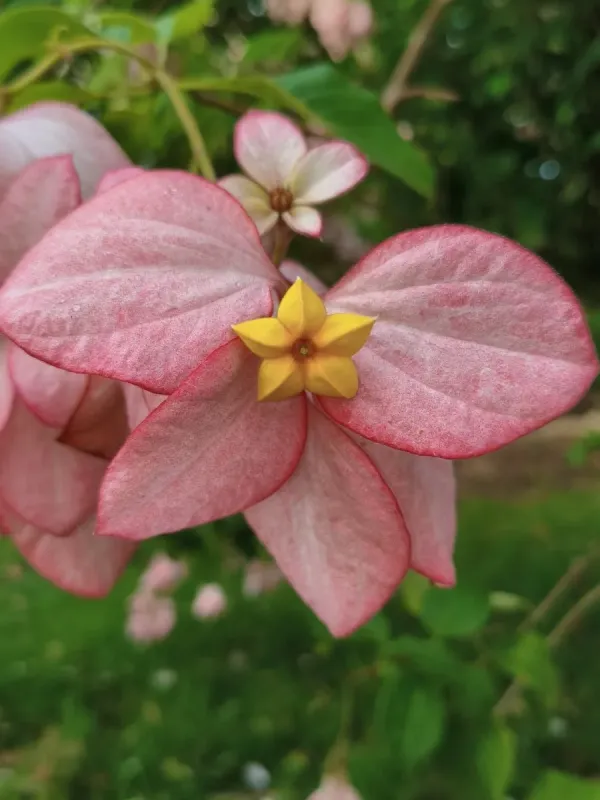 Mussaenda philippica