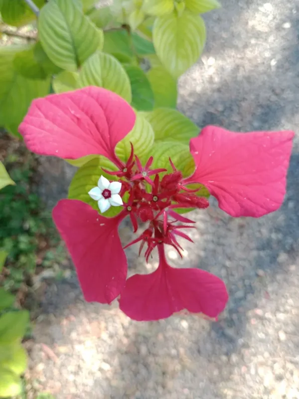 Mussaenda