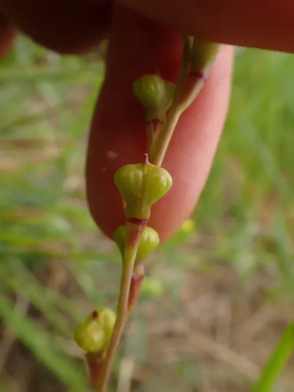 Полевка пронзеннолистная