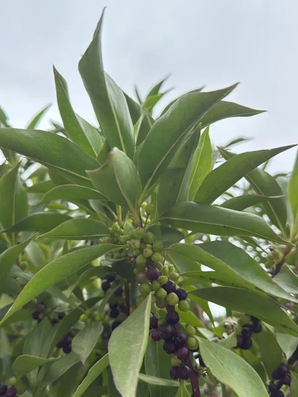 Myoporum laetum