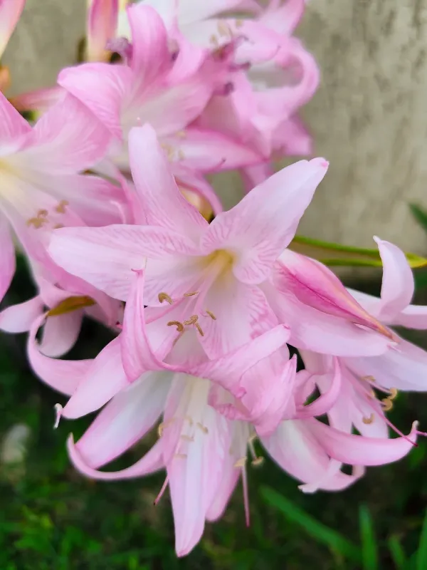 Amaryllis belladonna x Nerine sarniensis