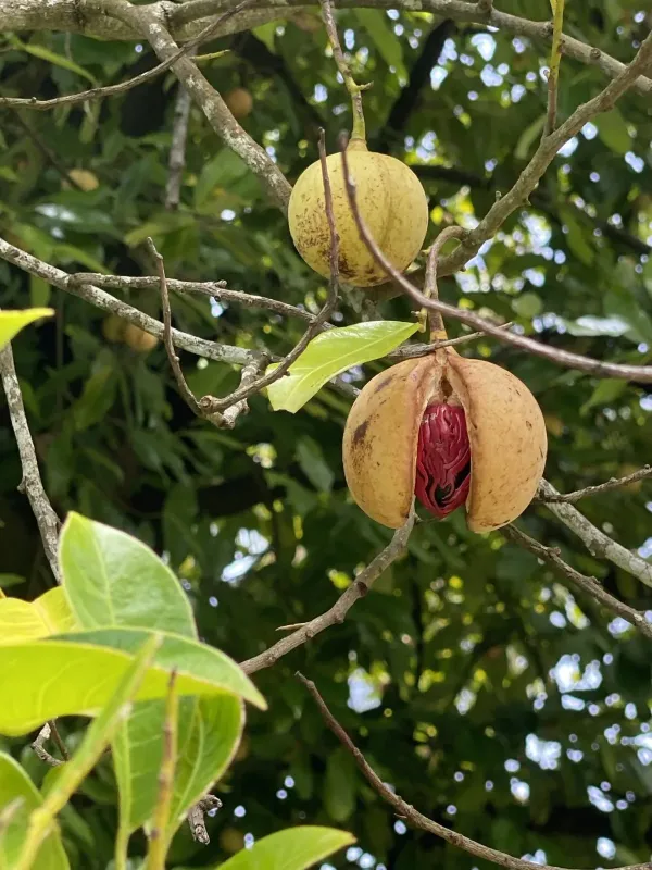 Nutmeg tree