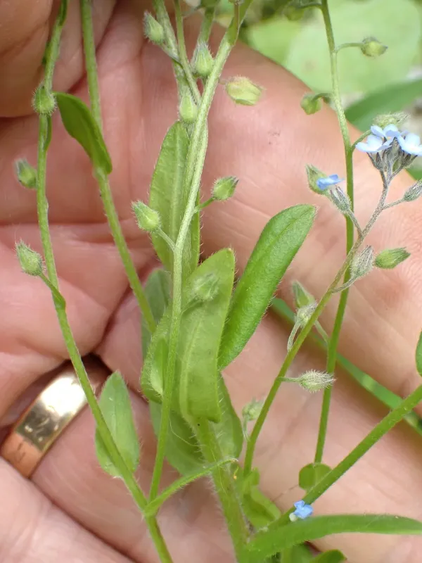 Field forget-me-not