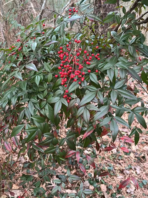 Nandina domestica