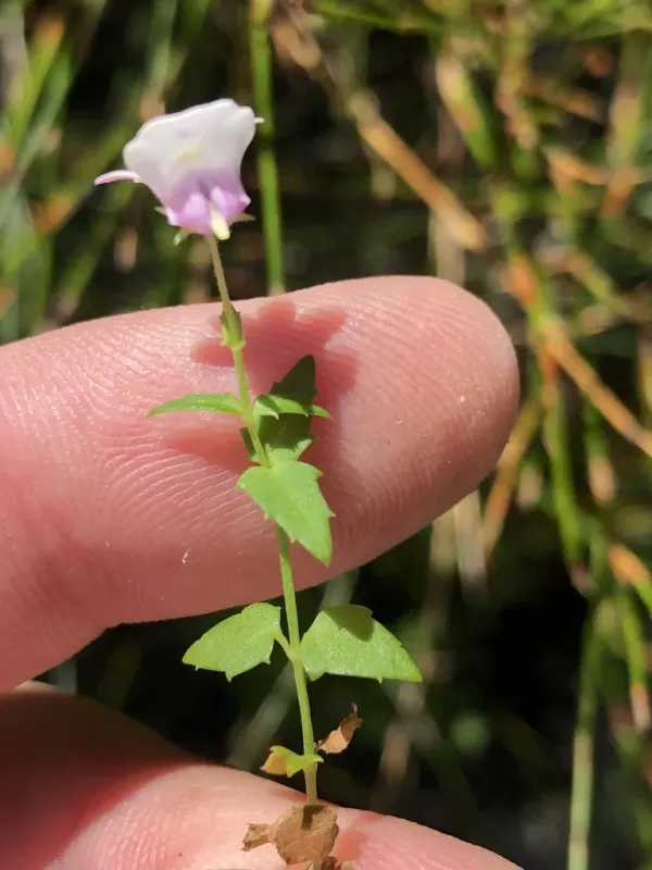 Nemesia brevicalcarata