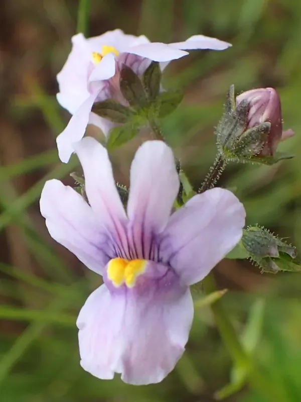 Nemesia denticulata x Nemesia caerulea
