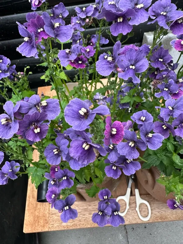 Nemesia