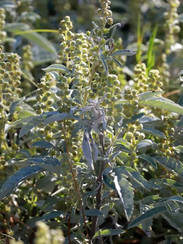 Ambrosia grayi