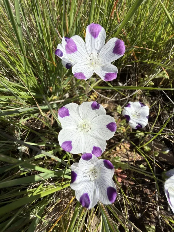 Five-spot