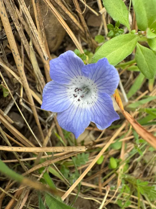 Nemophila menziesii