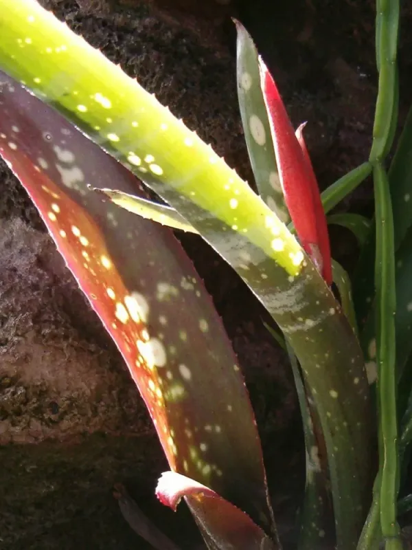Neoregelia chlorosticta