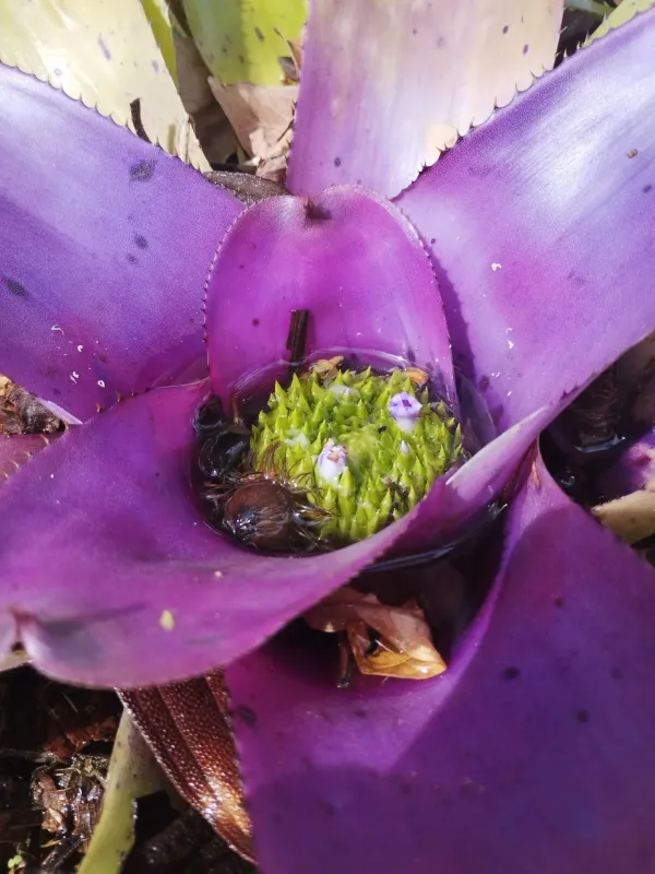 Neoregelia concentrica
