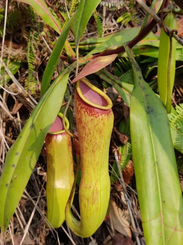 Khasia pitcher plant