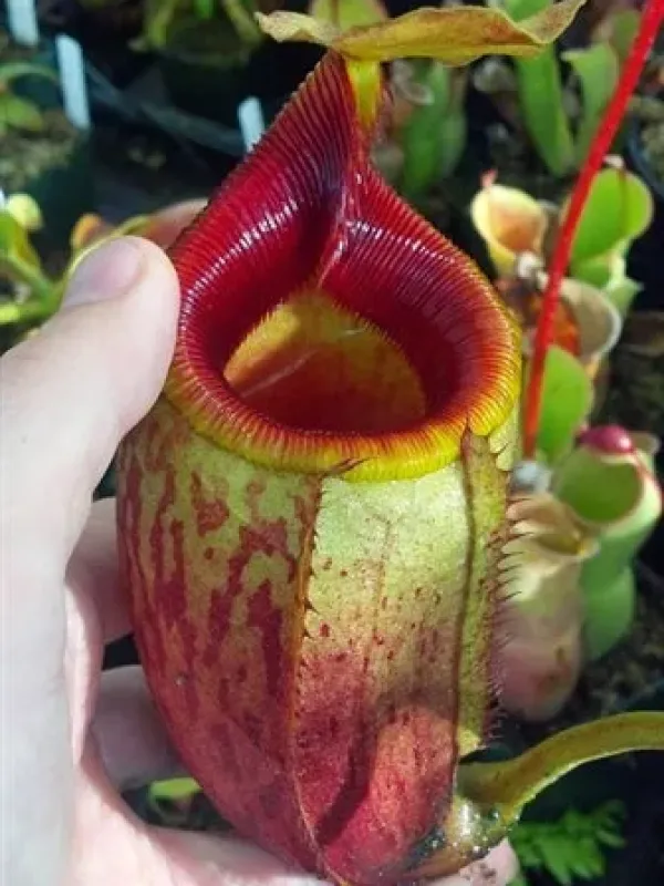 Nepenthes mira