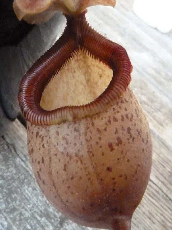 Nepenthes sibuyanensis