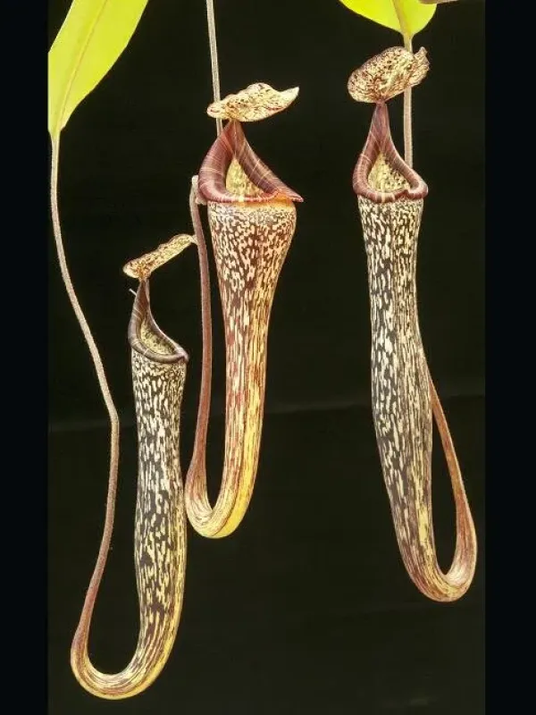 Nepenthes vogelii
