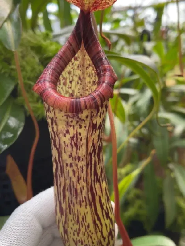 Nepenthes ventricosa x vogelii hybrid