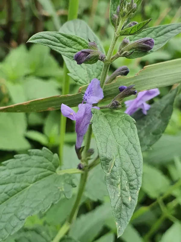 Siberian catmint
