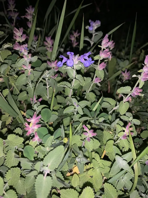 Transcaucasian catnip