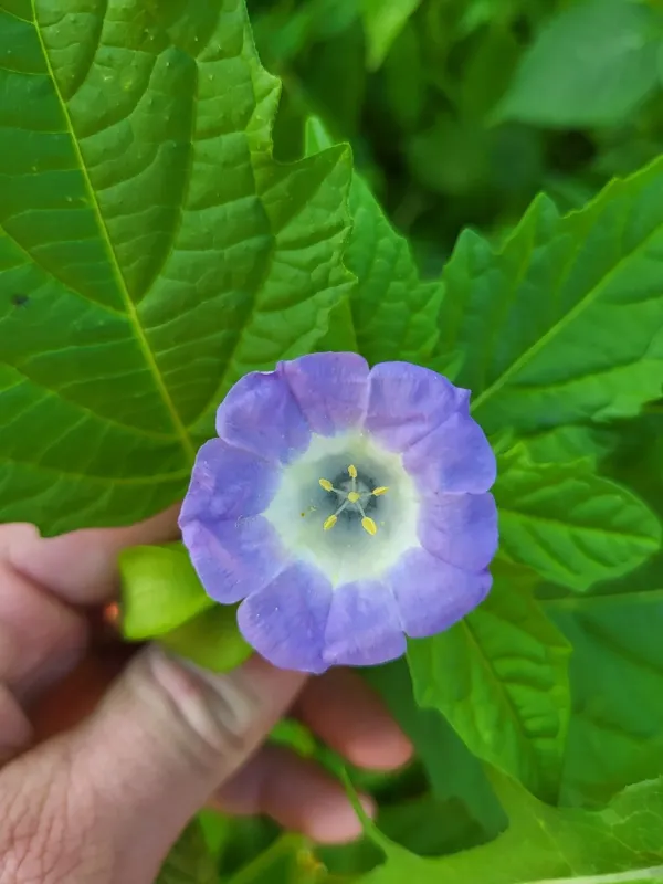Nicandra physalodes