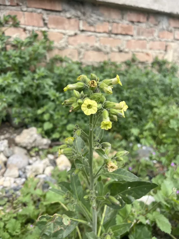 Махорка