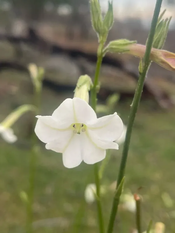Fragrant tobacco