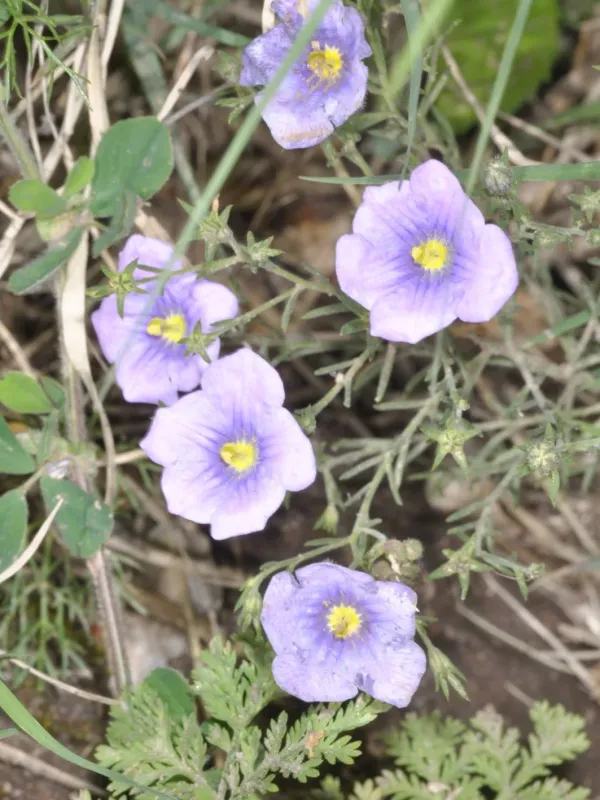 Nierembergia hippomanica