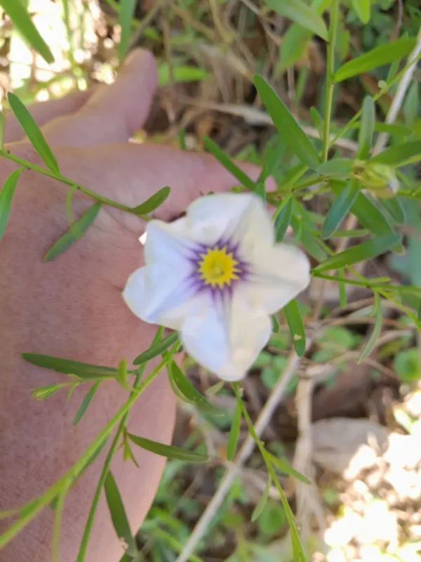 Nierembergia frutescens