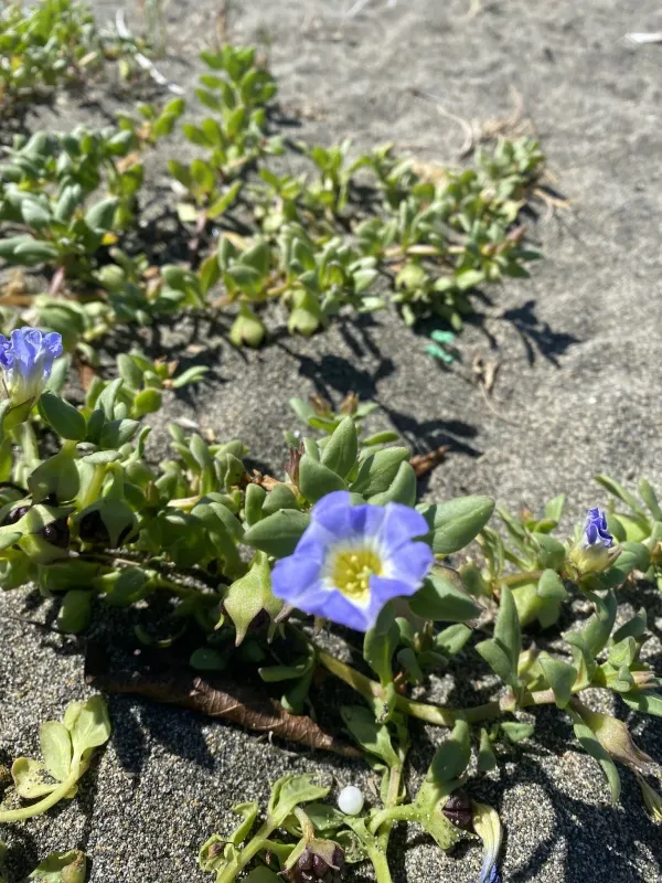 Nolana paradoxa