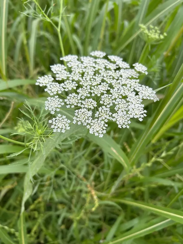 Аммі велика